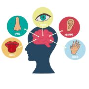 five-human-senses-line-icons-set-vision-smell-hearing-touch-taste-icons-human-sensory-organs-eye-nose-ear-hand-mouth-icon-set-vector